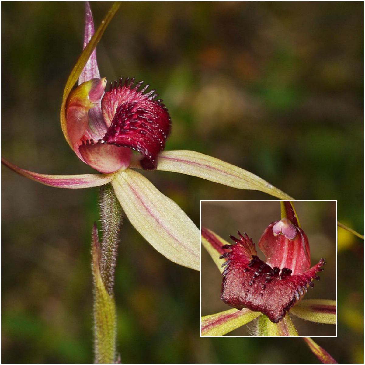 Frankston Spider Orchid